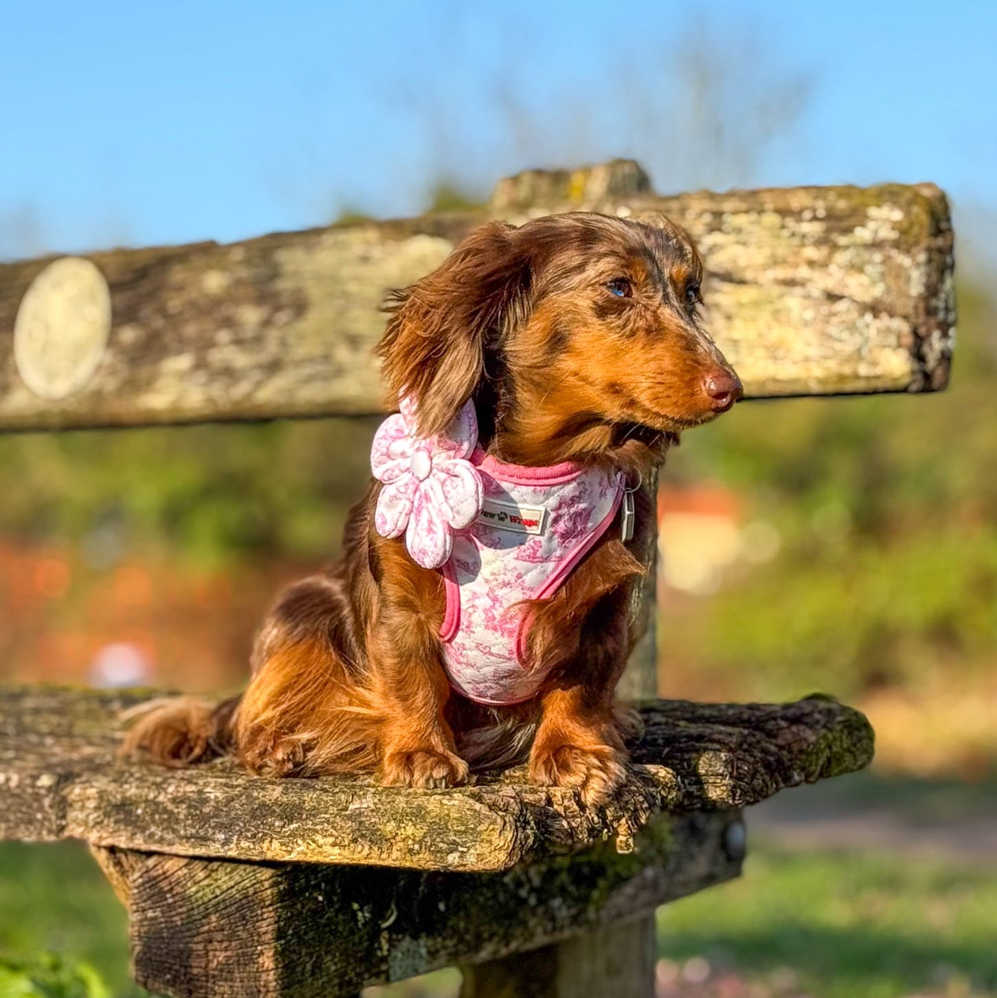 Paw Wraps Dog Collar Flower Pink Toile de Jouy Dog Collar Flower