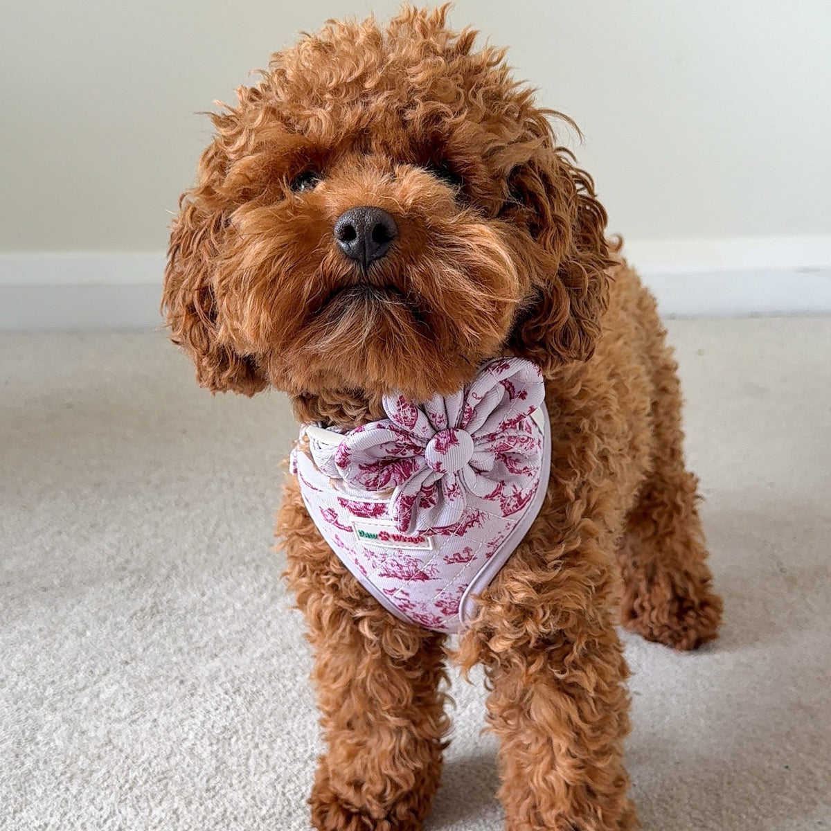 Paw Wraps Dog Collar Flower Puppy / Tiny Dog Collar Flower