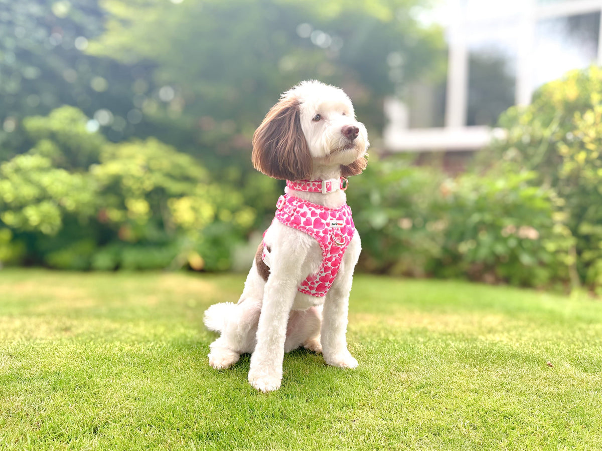Paw Wraps Dog Harness Hot Pink Love Hearts No Pull Adjustable Neck Dog Harness