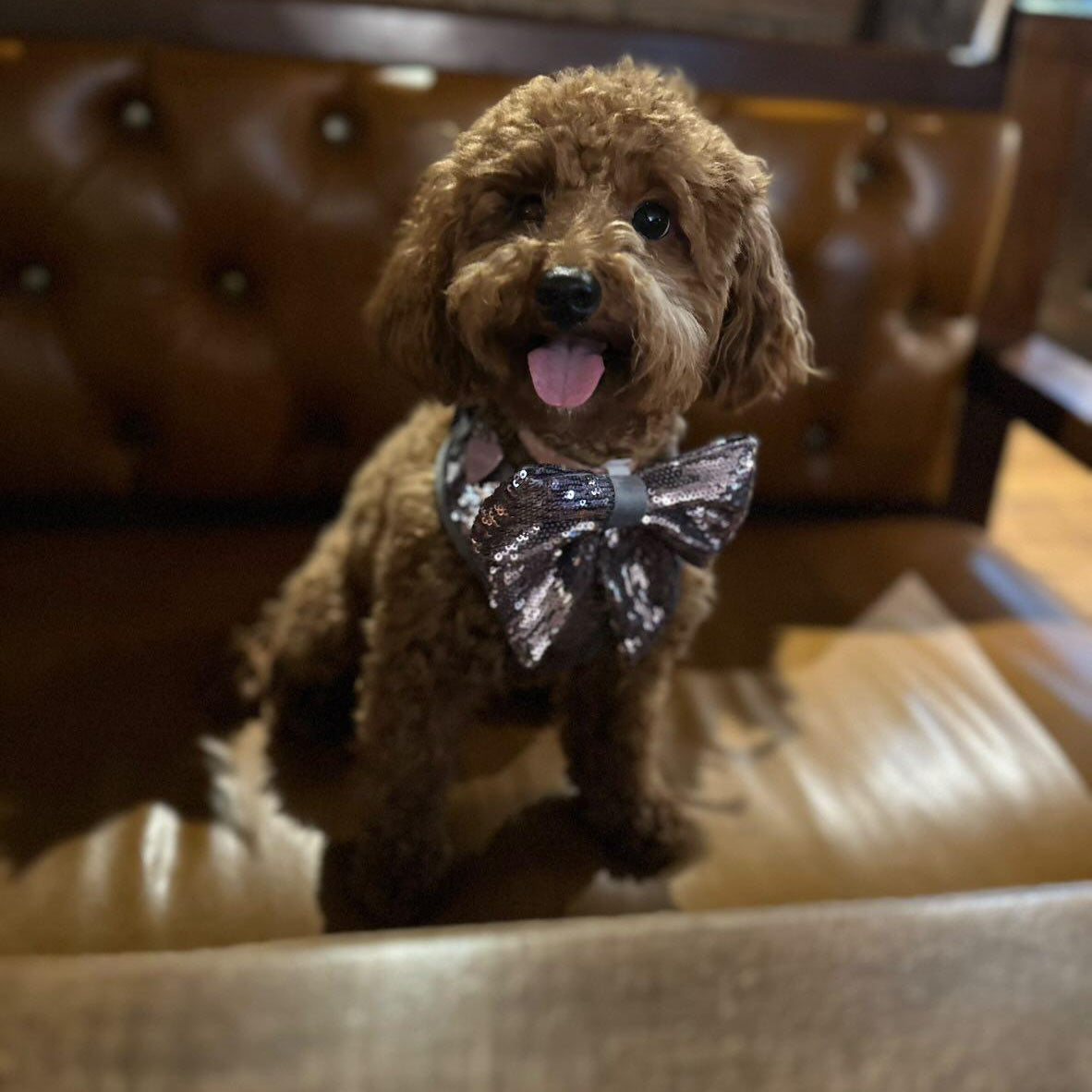 Paw Wraps Dog Sailor Bow Sparkly Sequinned Celebration Dog Sailor Bow