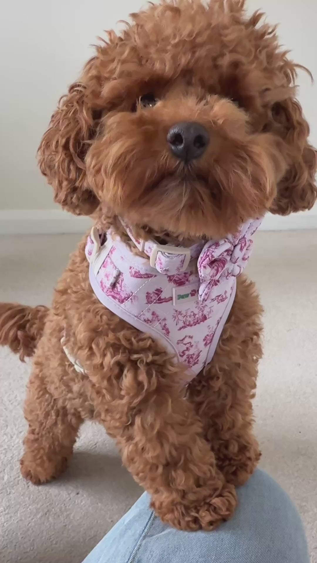 Red Cavapoochon dog wearing a cherry print toile de jouy dog harness set by Paw Wraps