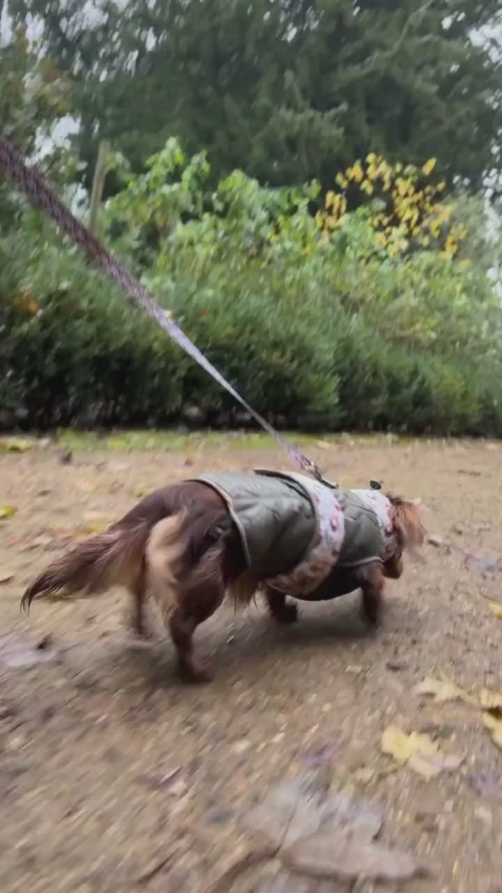 Dachshund Walking in Country Green Raincoat with Hedgehog trim and hedgehog patterned lead down country lane.