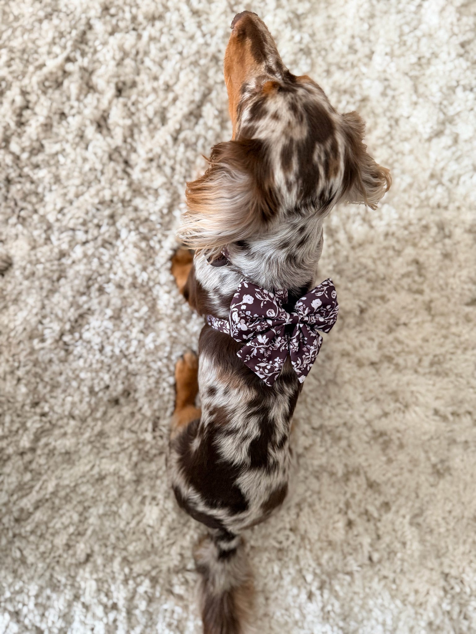 Paw Wraps Dog Sailor Bow Choco Teddy Floral Sailor Bow